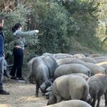 Guided Tour of the Genal Valley - Discovering the Iberian Pigs in Their Natural Habitat