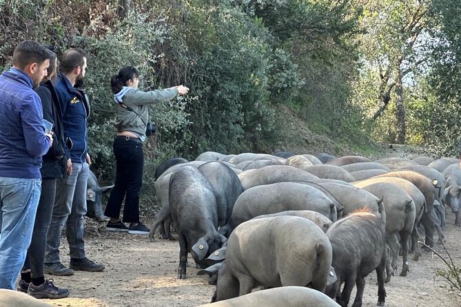 Guided Tour of the Genal Valley - Discovering the Iberian Pigs in Their Natural Habitat