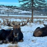 Guided Tour of the Yukon Wildlife Preserve - Starting Point and Pickup Details in Whitehorse