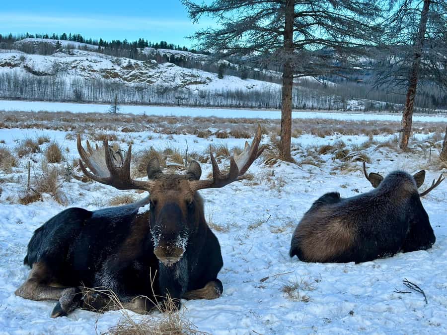 Guided Tour of the Yukon Wildlife Preserve - Starting Point and Pickup Details in Whitehorse