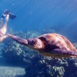 Guided Turtle Town Snorkeling Tour with Underwater Photos - Starting Point at Wailea Alanui Drive in Kihei