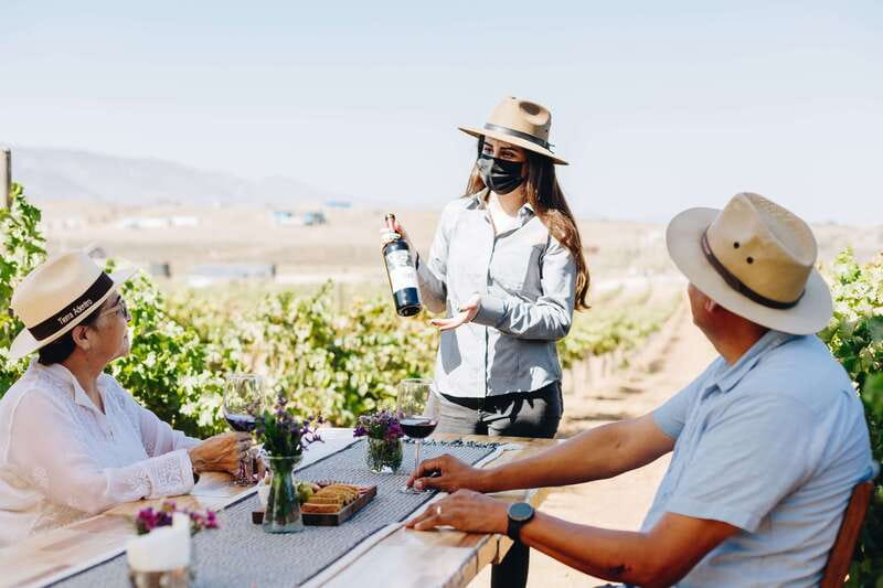 Guided Vineyard Tour with Wine Tasting at Rondo del Valle - The 15-Minute Guided Vineyard Walk