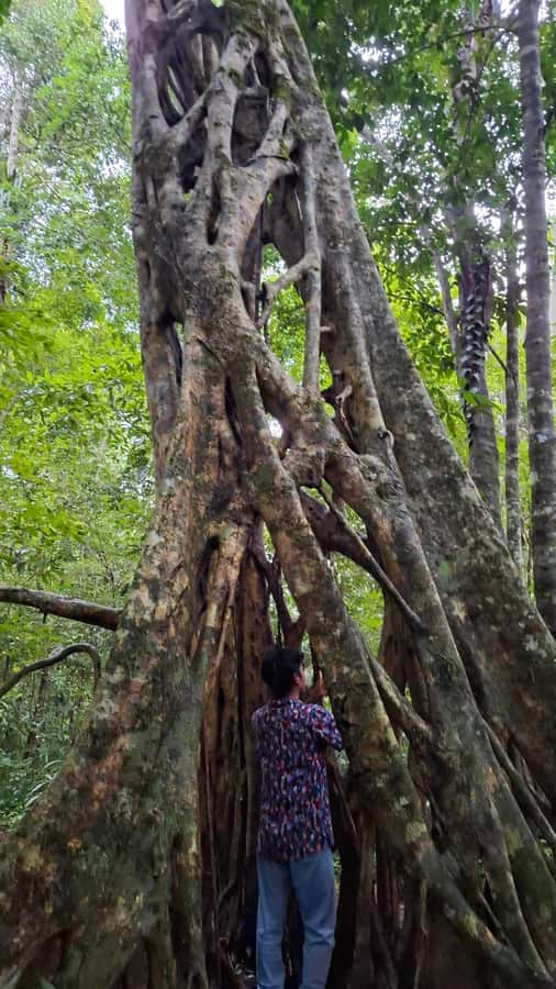 Guided walking tour in the Palenque jungle (Palenque National Park) - How the Tour Starts at Paraiso Maya Palenque