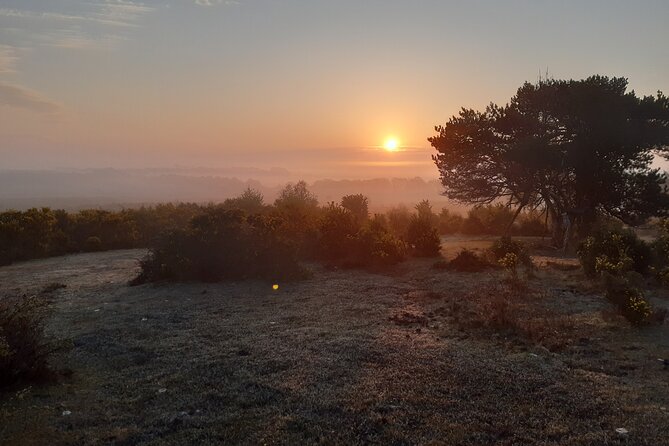 Guided Walking Tour of New Forest National Park in Hampshire - From Abbots Well Road to the Heart of the Park