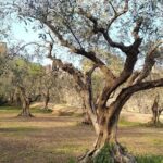 Guided Walking Tour on Verona Hillside - Exploring the Hidden Ruins of Re Teodorico