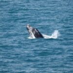 Guided Whale Watching Experience from Reykjavik - Sightings and the Possibility of a Second Tour