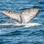 Guided Whale Watching Tour from Long Beach - The Vessel and Onboard Comforts