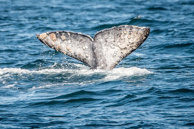 Guided Whale Watching Tour from Long Beach - The Vessel and Onboard Comforts