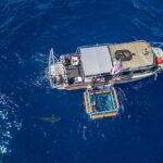 Haleiwa: North Shore Shark Cage Diving Experience - Starting Point: Haleiwa and the Journey to the Sharks