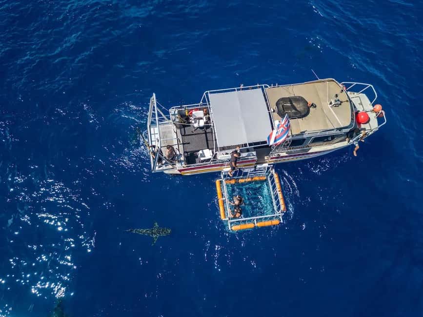 Haleiwa: North Shore Shark Cage Diving Experience - Starting Point: Haleiwa and the Journey to the Sharks