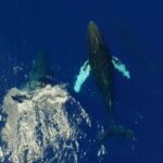 Haleiwa: Oahu North Shore Whale Watching Boat Tour - Best Time for Whale Watching: December to April