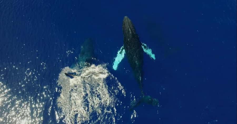 Haleiwa: Oahu North Shore Whale Watching Boat Tour - Best Time for Whale Watching: December to April