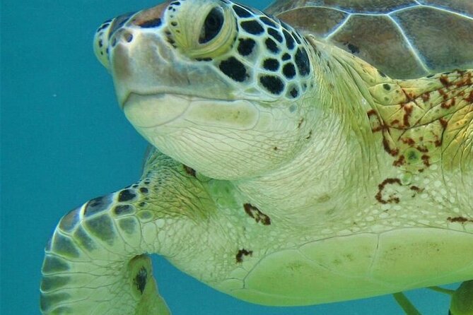 Half Day Akumal Beach Swim and Snorkel with Turtles Experience - Beach Free Time and Refreshments on Akumal Shore