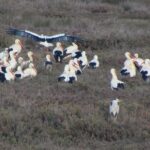 Half-day birdwatching at the Abicada marshed - Logistics and Group Size