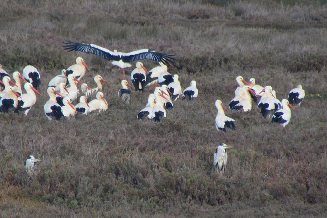 Half-day birdwatching at the Abicada marshed - Logistics and Group Size