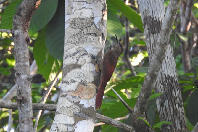Half-Day Birdwatching Puerto Morelos - Discover the Starting Point at Joaquín Zetina Gasca