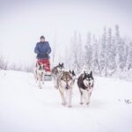 Half Day "Drive Your Own Dog Team" Dog Sledding Tour - The Meeting Point and Logistics in Fairbanks