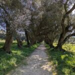 Half-day excursion around Santiago - Visiting the Magnificent Pazo de Rivadulla and Its Gardens