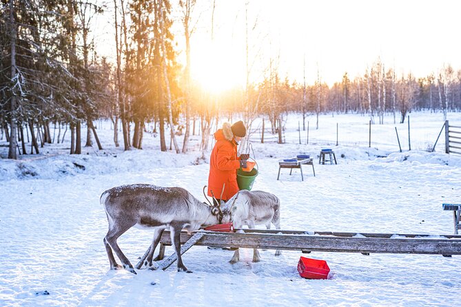 Half-Day Experience in Local reindeer farm in Lapland - Meeting and Learning from the Reindeer Herder Family