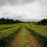 Half day Gorreana - Pedestrian Walk and Tea Tasting (Min. 2 persons) - Walking Along the Gorreana Trail