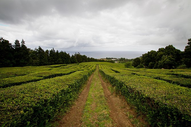 Half day Gorreana - Pedestrian Walk and Tea Tasting (Min. 2 persons) - Walking Along the Gorreana Trail