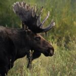 Half-Day Grand Teton Wildlife Safari Private Tour - Departure from Jackson Hole with Private Transportation