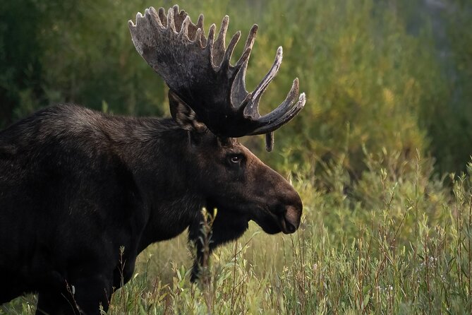 Half-Day Grand Teton Wildlife Safari Private Tour - Departure from Jackson Hole with Private Transportation