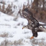 Half Day Grand Teton Wildlife Safari Tour - Starting Point: Jackson Hole Pickup and Transport