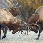 Half Day Group Sunrise Wildlife Safari - Wildlife Spotting with Knowledgeable Guides