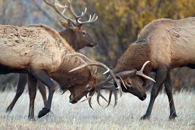 Half Day Group Sunrise Wildlife Safari - Wildlife Spotting with Knowledgeable Guides