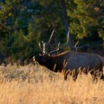 Half Day Group Sunset Wildlife Safari - Wildlife Viewing Opportunities