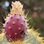 Half-Day Guided Hike in Joshua Tree National Park - Meeting Point and Flexibility for Early or Later Starts