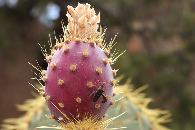 Half-Day Guided Hike in Joshua Tree National Park - Meeting Point and Flexibility for Early or Later Starts