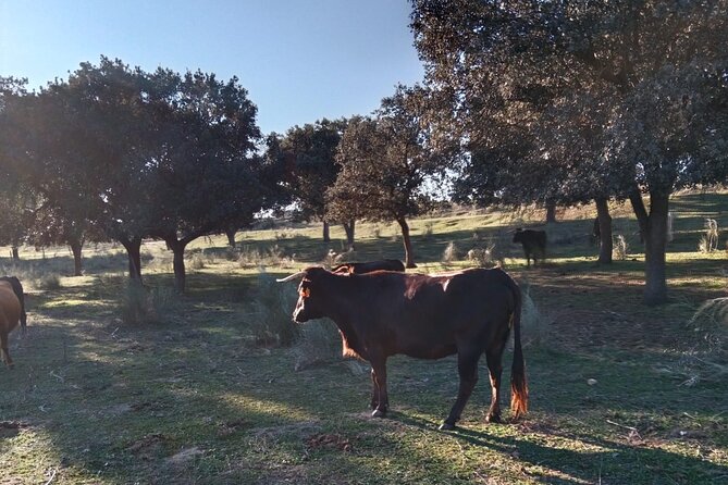 Half-Day Guided Tour to a bull farm in Madrid - Meeting at Plaza de España and Transport to the Ranch