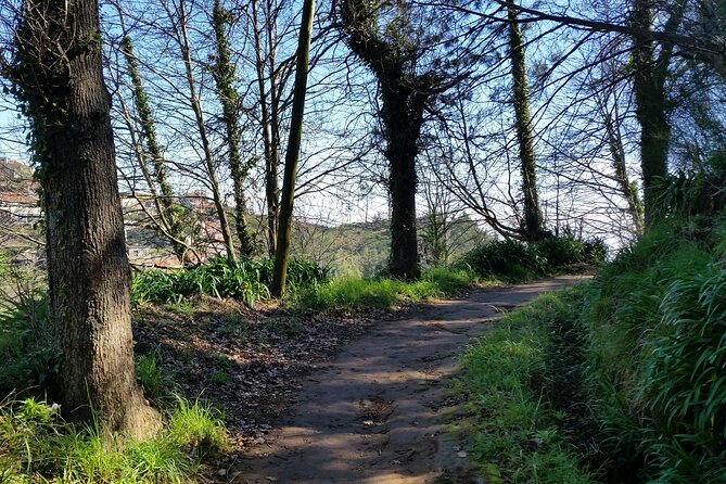 Half-Day Paradise Valley Walking Tour - Starting Point in Camacha and Convenient Pickup