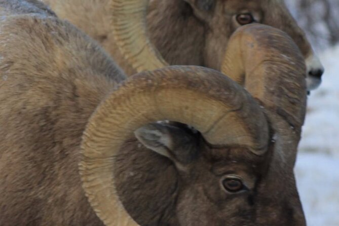 Half-Day Private Breathtaking Tour in Grand Teton National Park - How the Tour Showcases Grand Teton’s Iconic Spots