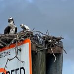 Half Day Private Shelling Dolphin EcoTour in 10 000 Island Marco - The Shelling Experience at Kice Island