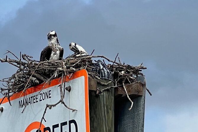 Half Day Private Shelling Dolphin EcoTour in 10 000 Island Marco - The Shelling Experience at Kice Island