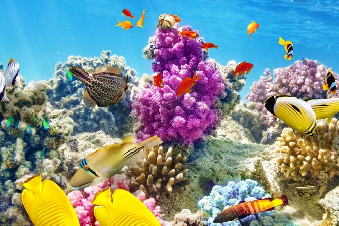 Half-Day Puerto Morelos Snorkeling Experience with Lunch - Free Time to Explore Puerto Morelos Village