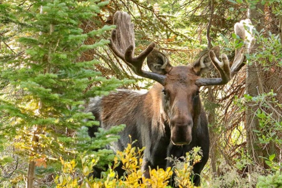 Half-Day RMNP Lakes and Meadows Tour-RMNPhotographer - The Tour Starts at Coffee on the Rock in Estes Park