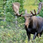Half-Day Rocky Mountain National Park "Lake and Meadows Tour" - Starting Point at Coffee on the Rocks in Estes Park