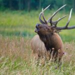 Half-Day Rocky Mountain National Park "Mountains to Sky Tour" - RMNPhotographer - Scenic Stops for Lakes, Waterfalls, and Mountain Vistas