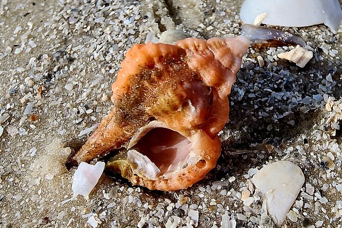 Half Day Shelling Dolphin Eco Tour in 10 000 Island and Marco - Exploring the Kice Island Shelling Destination