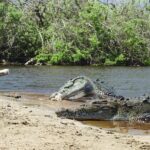 Half-Day Tour to Ventanilla, Mazunte, Zipolite and Puerto Angel - Discover Mazunte’s Organic Cosmetics and Local Flavors