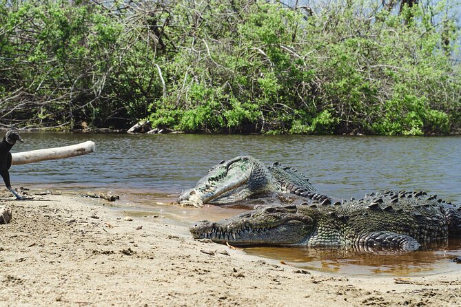 Half-Day Tour to Ventanilla, Mazunte, Zipolite and Puerto Angel - Discover Mazunte’s Organic Cosmetics and Local Flavors