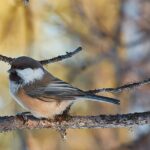 Half day Wildlife and Nature Photography - Starting Point and Logistics in Kiruna