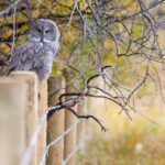 Half-Day Wildlife Safari Tour in Grand Teton National Park - Top-Notch Wildlife Sighting Opportunities