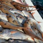 Half-seabed or rod fishing tour with bolentino - Exploring Ortigia’s Historic Coastline