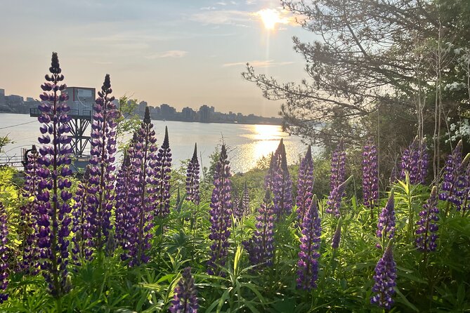 Halifax Like a Local Darkside Walking Tour - Maritime Exhibits and Harbour History at the Stops