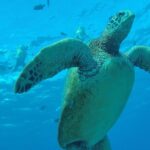 Hanauma Bay Guided Snorkel Tour (with guaranteed entrance time) - The Significance of Guaranteed Entrance and Skip-the-Line Access